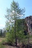 Populus × sibirica. Взрослое дерево. Свердловская обл., окр. г. Североуральск, около скал Грюнвальдта. 29.05.2011.