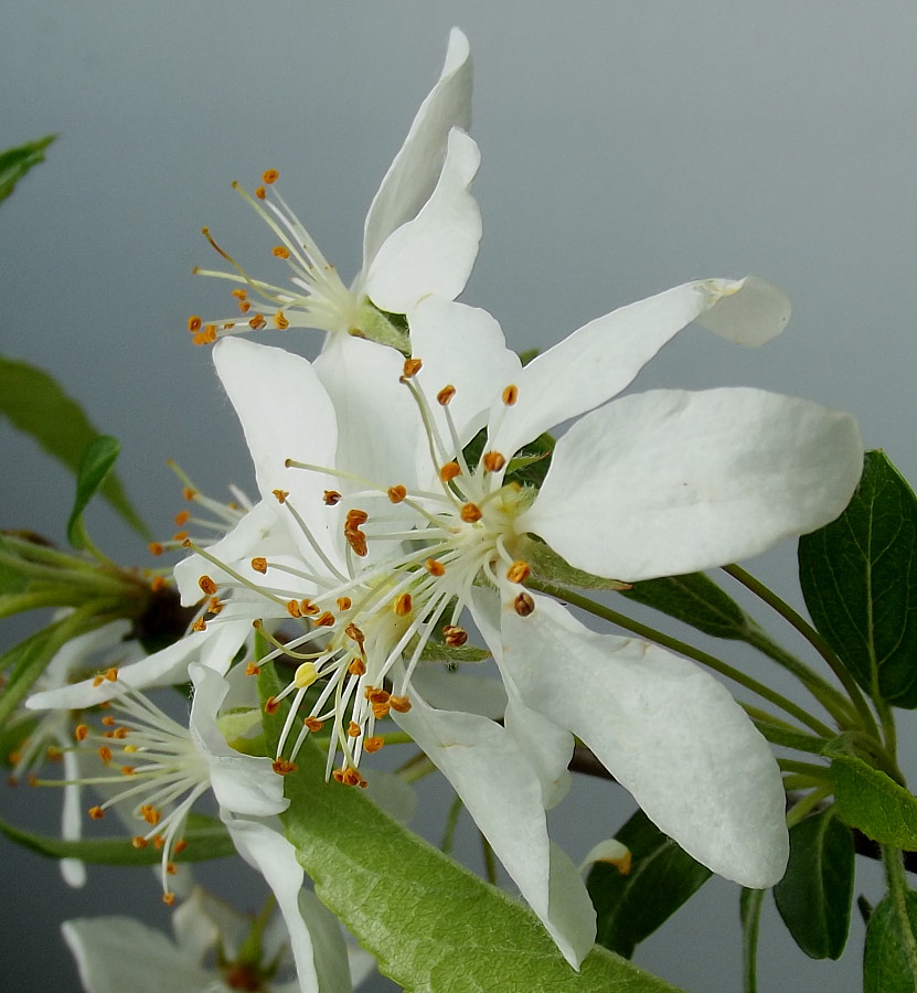 Image of Malus toringo specimen.