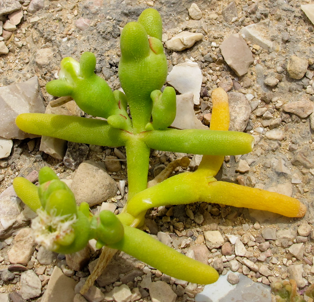 Image of Mesembryanthemum cryptanthum specimen.