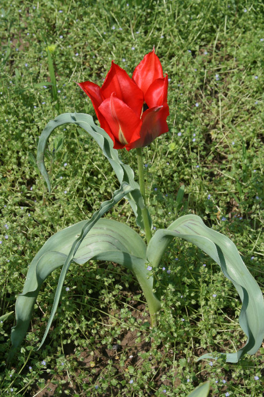 Image of Tulipa micheliana specimen.