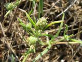 Plantago arenaria