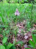Dactylorhiza fuchsii