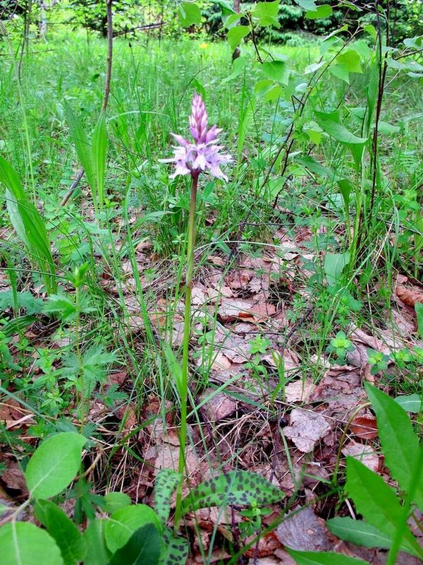 Изображение особи Dactylorhiza fuchsii.