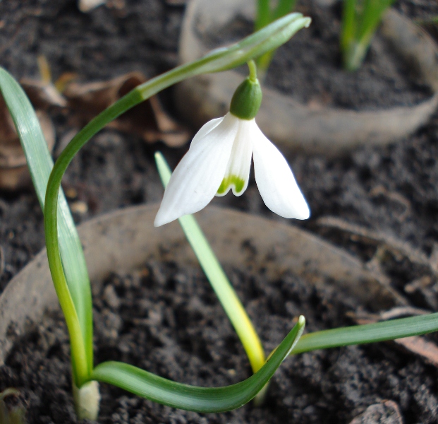 Изображение особи Galanthus reginae-olgae ssp. vernalis.