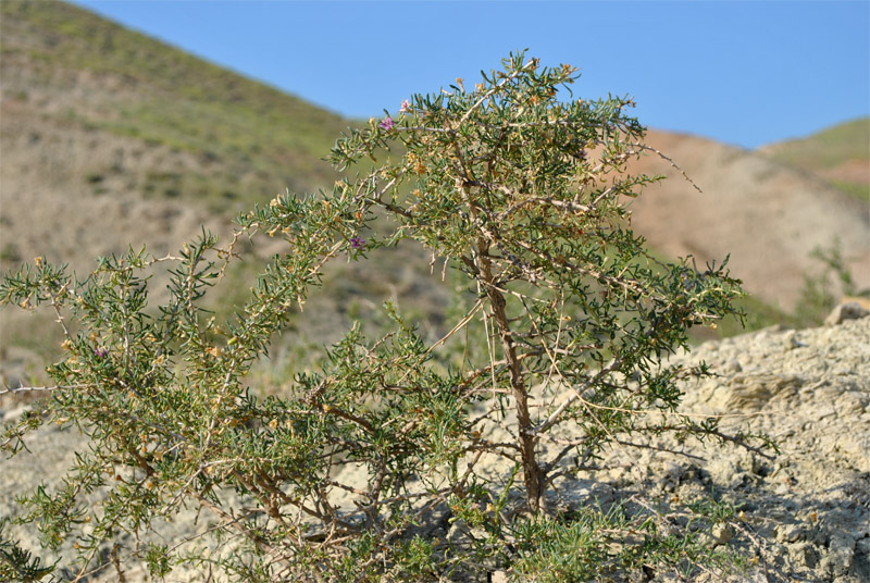 Image of Lycium ruthenicum specimen.