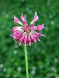 Trifolium hybridum. Соцветие. Украина, г. Киев, Южная Борщаговка, просп. Академика Королёва, спонтанный газон. 13 июня 2012 г.