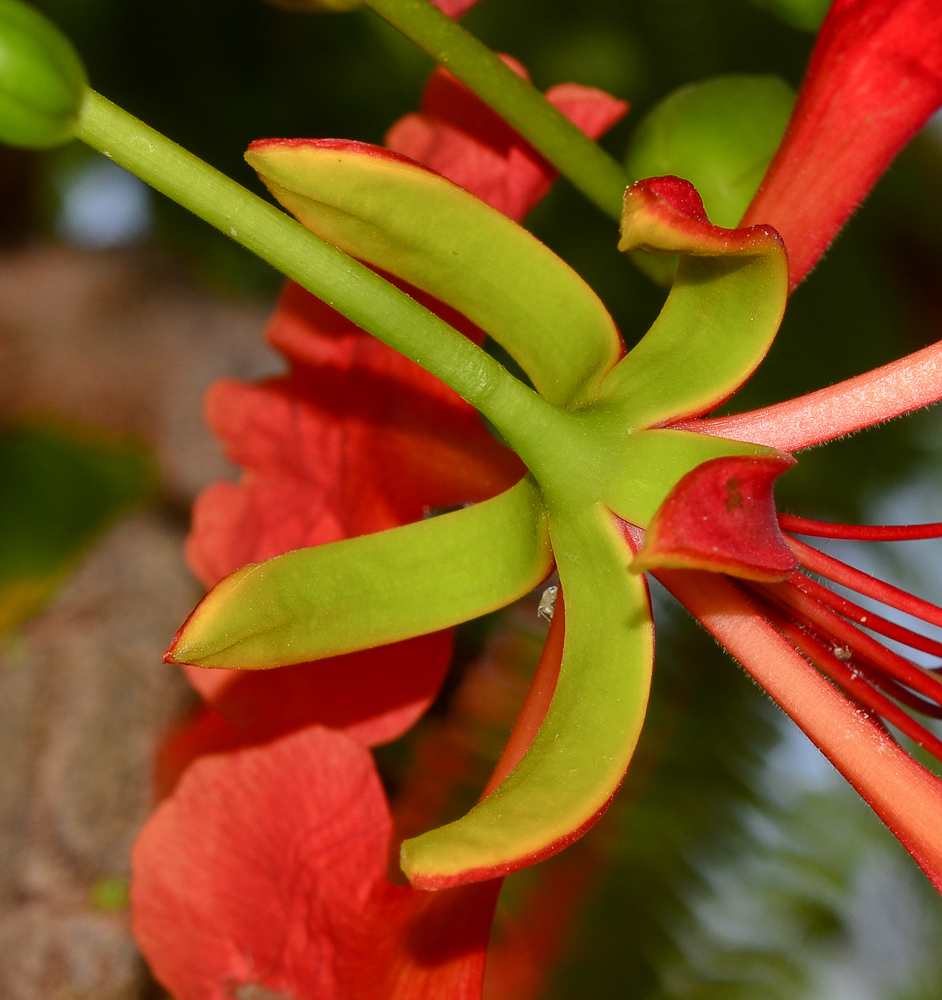 Изображение особи Delonix regia.