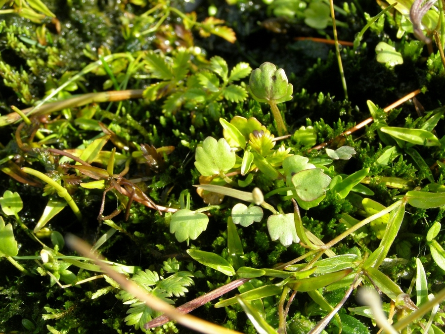 Image of Halerpestes sarmentosa specimen.