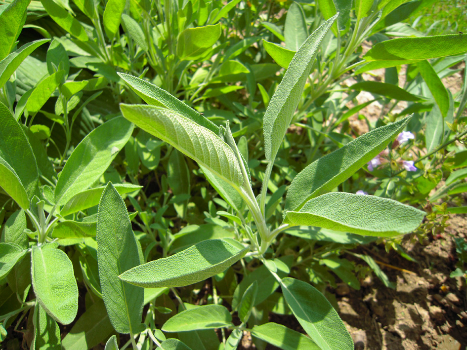 Image of Salvia officinalis specimen.