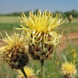 Centaurea rigidifolia