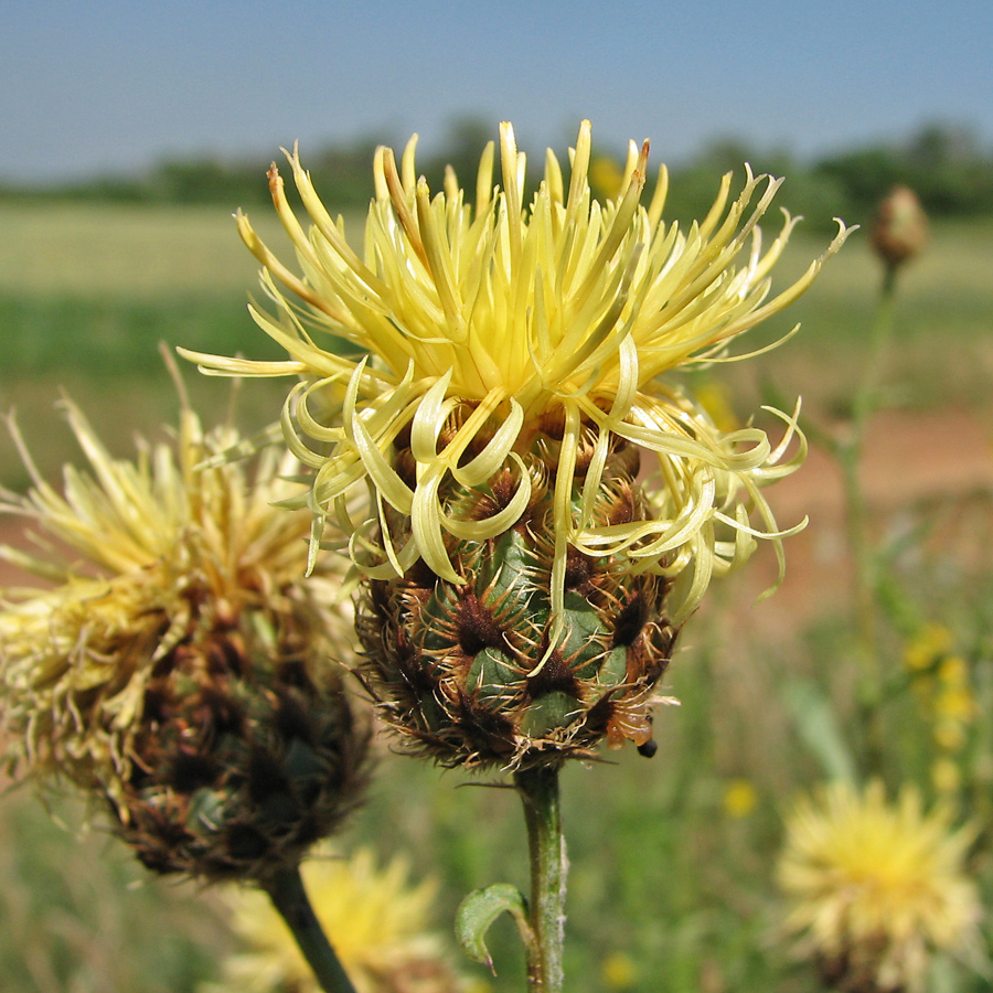 Изображение особи Centaurea rigidifolia.