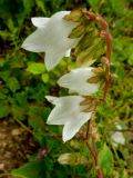 Campanula alliariifolia