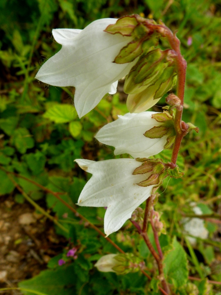 Image of Campanula alliariifolia specimen.