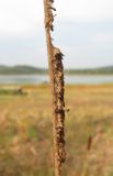 Typha laxmannii. Сухая мужская часть соцветия. Крым, Симферополь, западный берег Симферопольского водохранилища. 2 августа 2012 г.