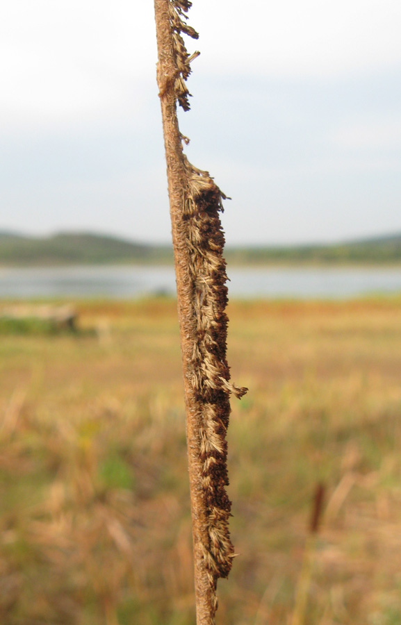 Изображение особи Typha laxmannii.