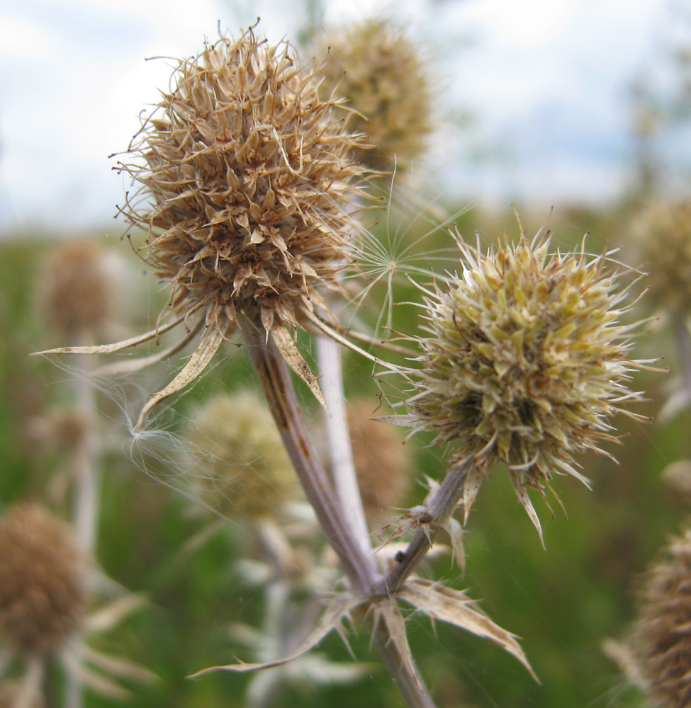 Изображение особи Eryngium planum.