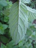 Mentha longifolia