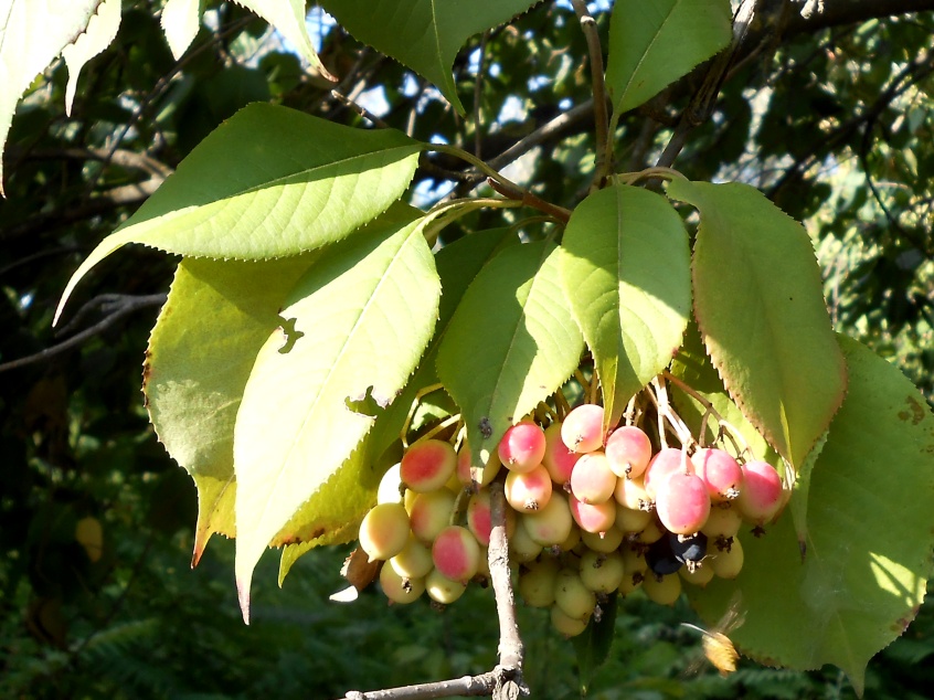 Изображение особи Viburnum lentago.