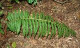 Polystichum setiferum