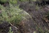 genus Stipa