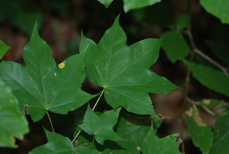 Image of Acer cappadocicum specimen.