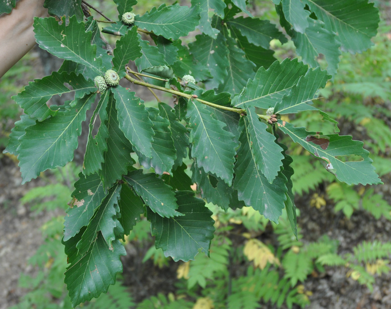 Image of Quercus mongolica specimen.