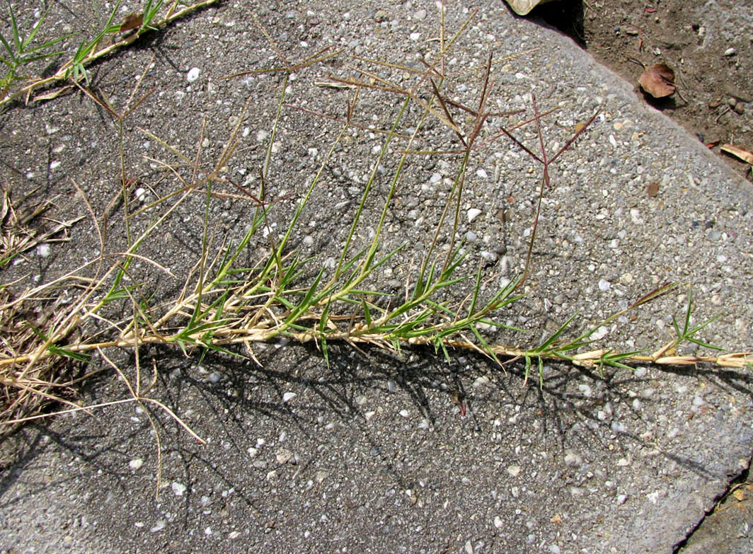 Image of Cynodon dactylon specimen.