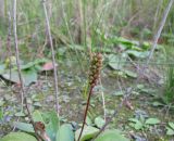 Plantago uliginosa