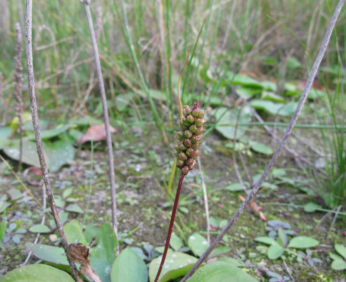 Изображение особи Plantago uliginosa.