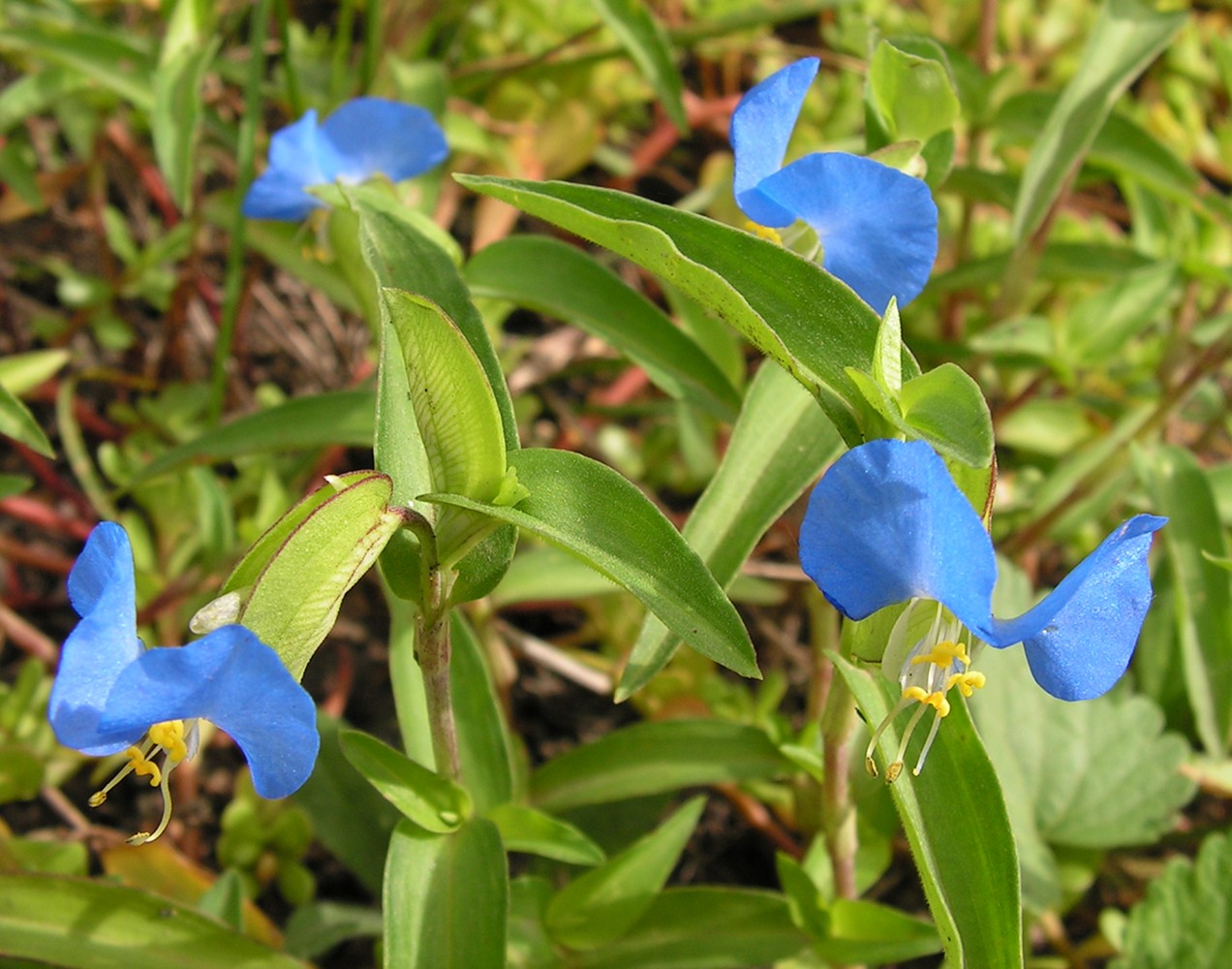 Image of Commelina communis specimen.