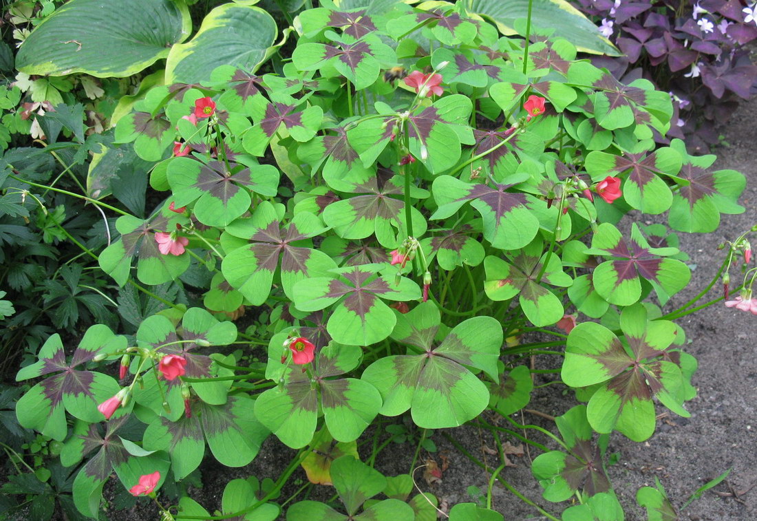 Изображение особи Oxalis tetraphylla.