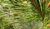Pinus halepensis. Часть ветки; виден относительный размер хвоинок. Испания, г. Валенсия, резерват Альбуфера (Albufera de Valencia), отдалённый от моря склон прибрежных дюн. 6 апреля 2012 г.