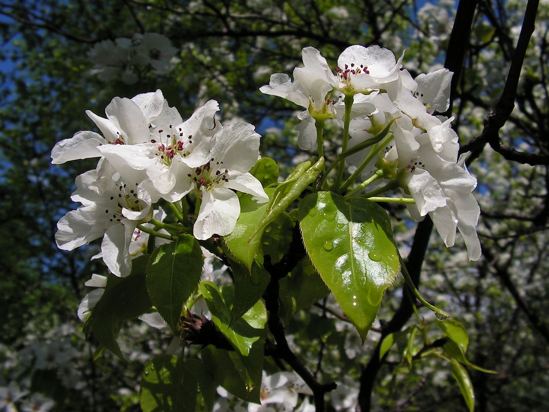 Image of Pyrus ussuriensis specimen.
