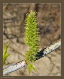 Salix acutifolia