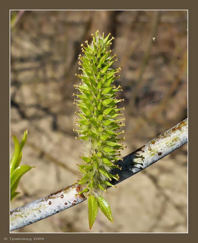 Image of Salix acutifolia specimen.