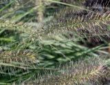 Pennisetum alopecuroides