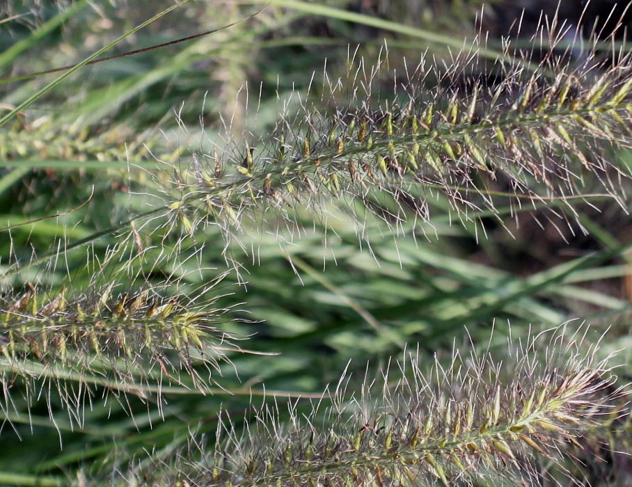 Image of Pennisetum alopecuroides specimen.