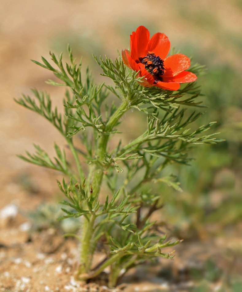 Image of Adonis aestivalis specimen.