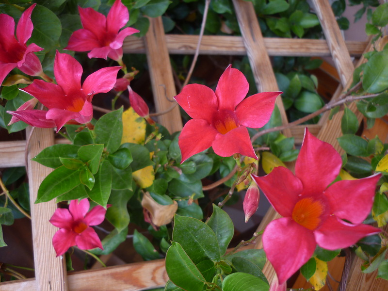 Image of Mandevilla sanderi specimen.