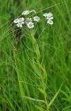 Achillea acuminata. Верхушка цветущего растения. Приморье, Сихотэ-Алинь, устье р. Джигитовка. 04.08.2012.