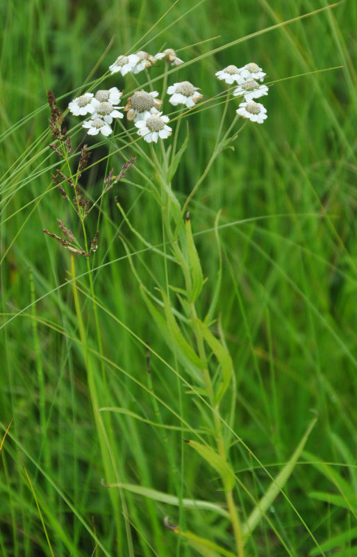 Image of Achillea acuminata specimen.