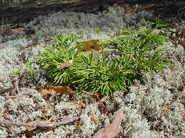 Image of Diphasiastrum complanatum specimen.