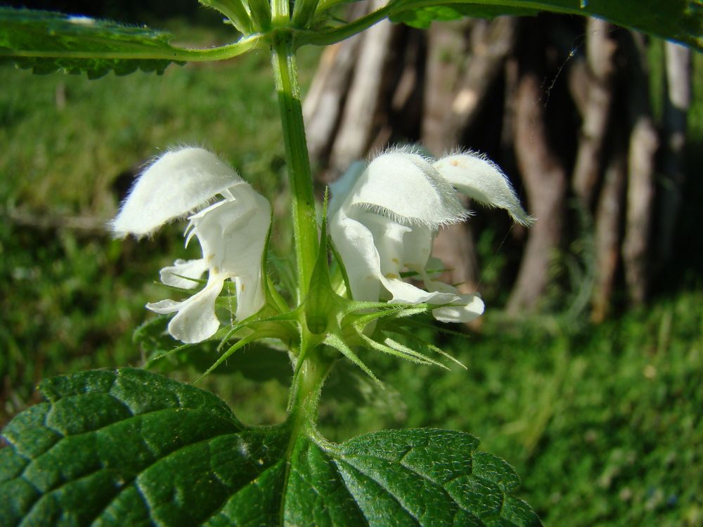 Image of Lamium turkestanicum specimen.