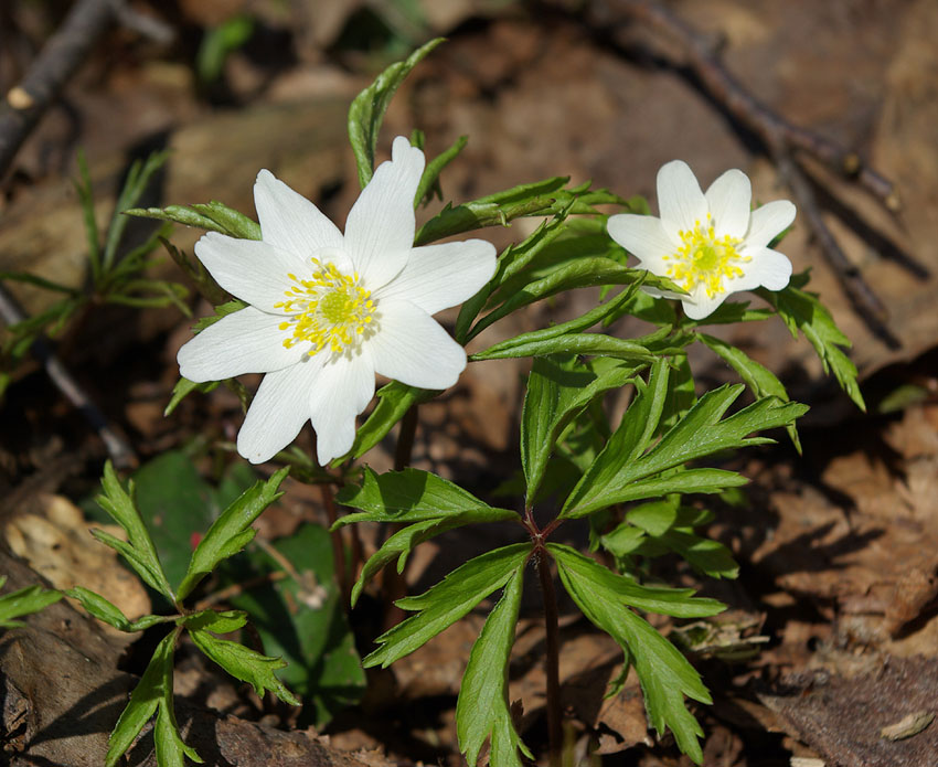 Image of Anemone nemorosa specimen.