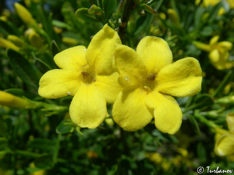 Image of Jasminum fruticans specimen.