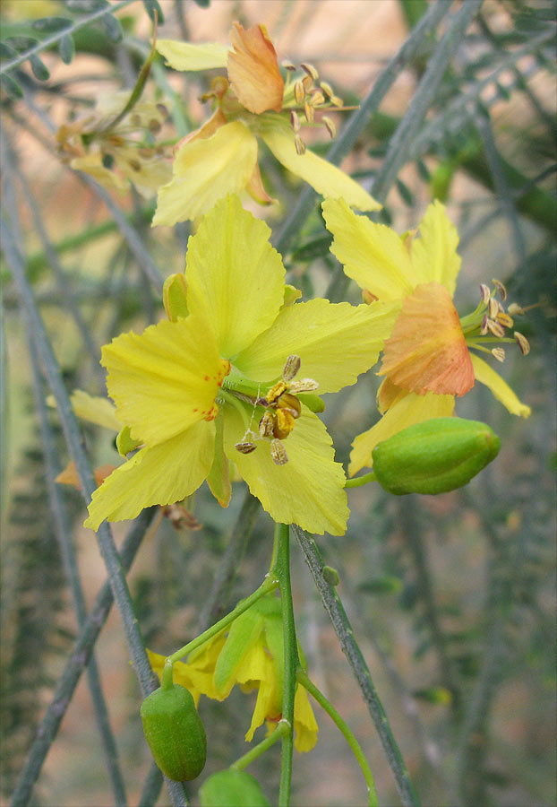 Изображение особи Parkinsonia aculeata.