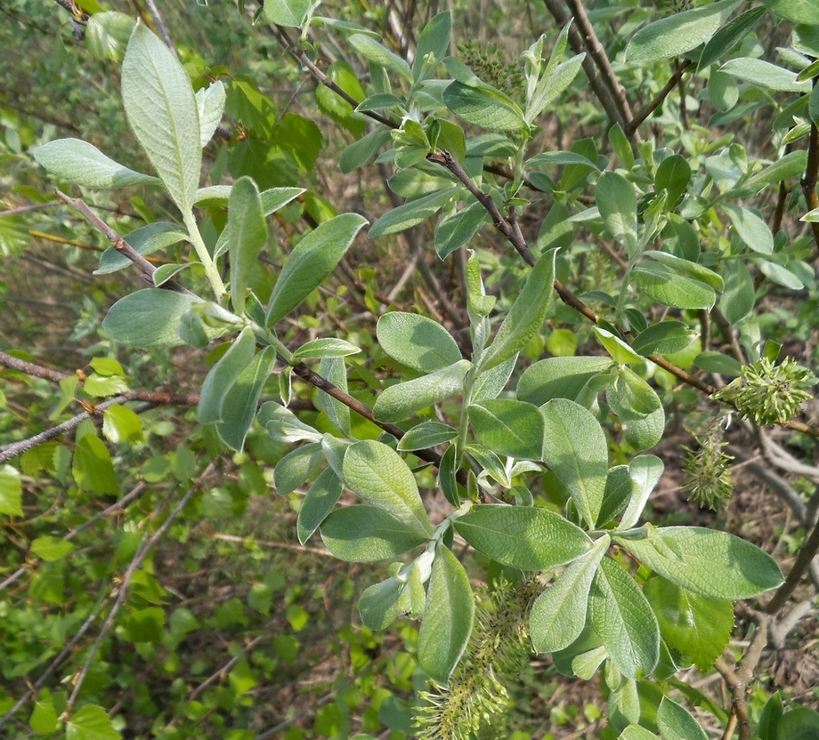 Image of Salix &times; puberula specimen.