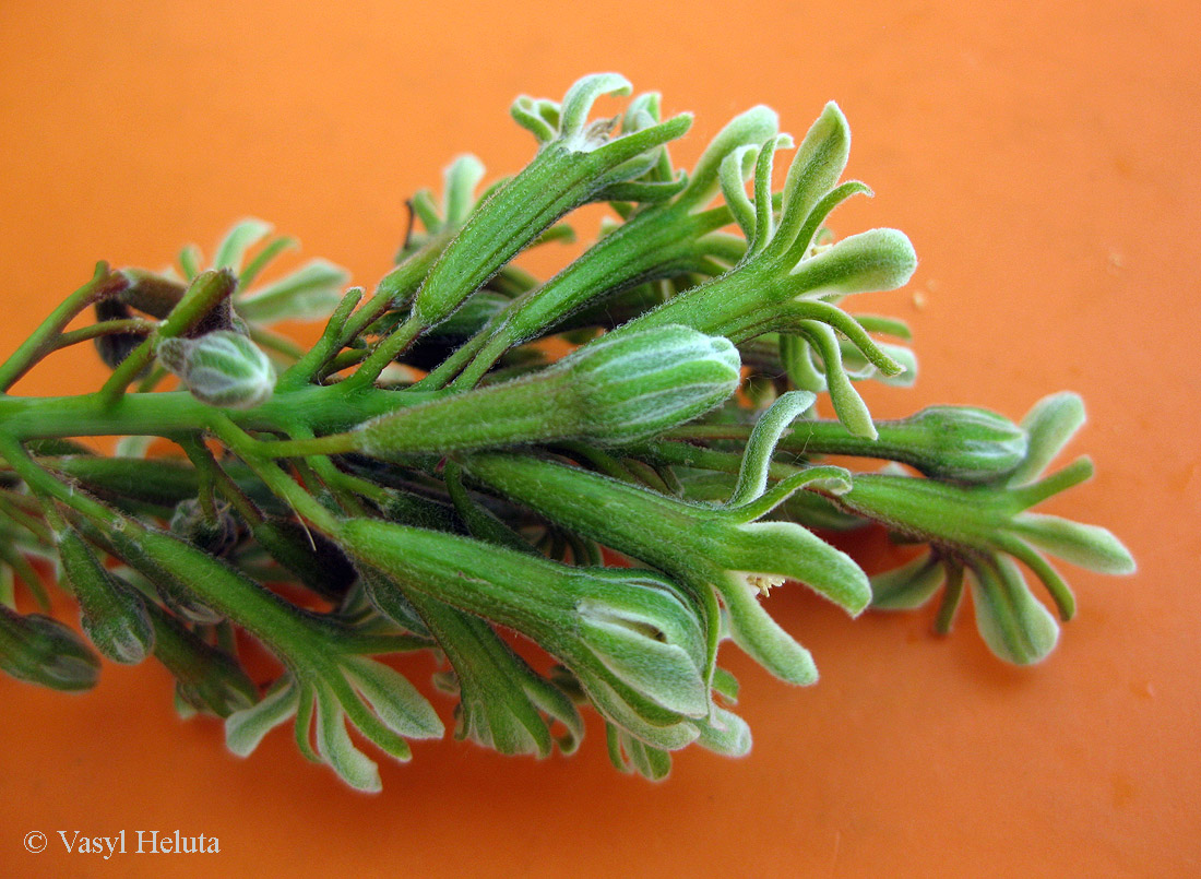 Изображение особи Gymnocladus dioicus.