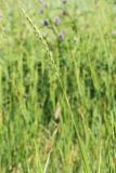 Elytrigia repens. Верхушка побега с соцветием. Ростовская обл., Неклиновский р-н, Новобессергеневское с/п, побережье Таганрогского зал. 30.05.2013.
