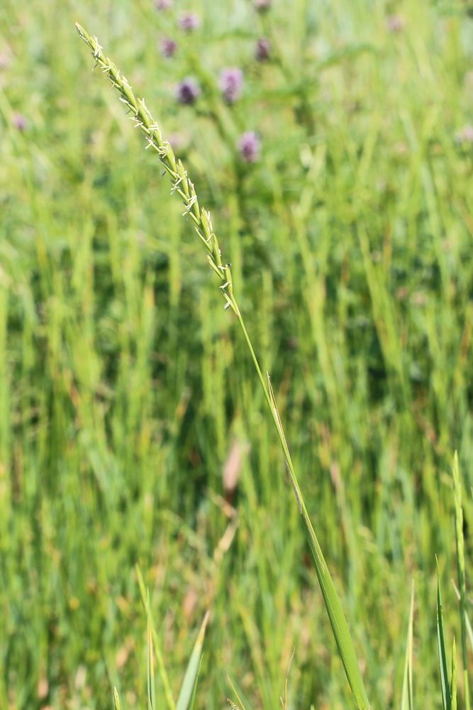 Изображение особи Elytrigia repens.
